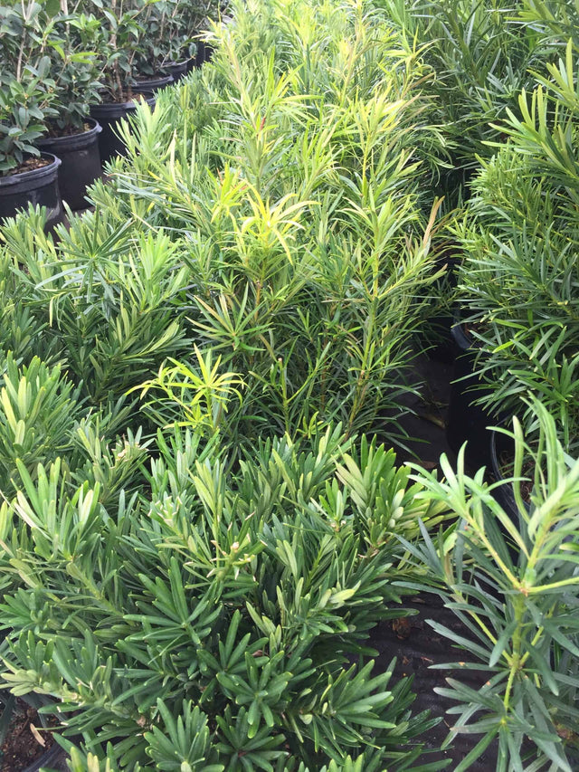 Podocarpus Pringle