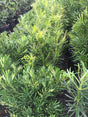 Podocarpus Pringle