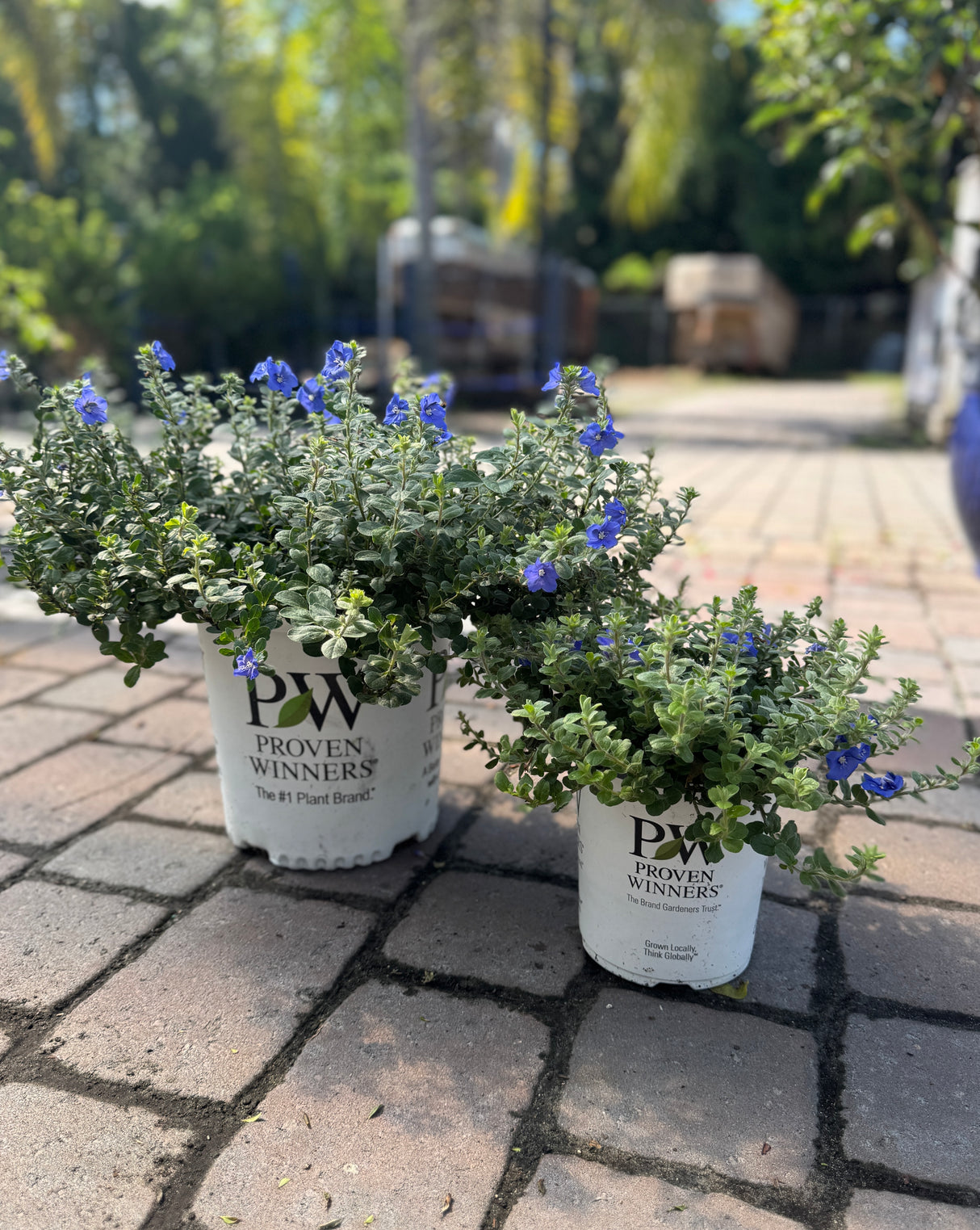 blue my mind plants next to each other