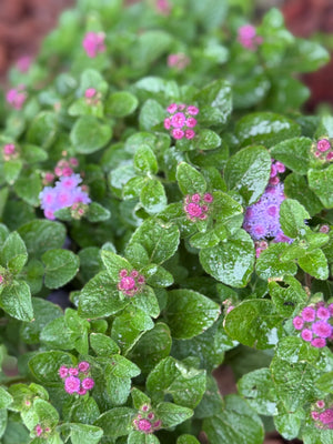 Close-up of green leaves with small pink flowers