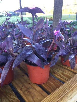 purple queen hanging plant Purple Queen – Liberty Landscape Supply