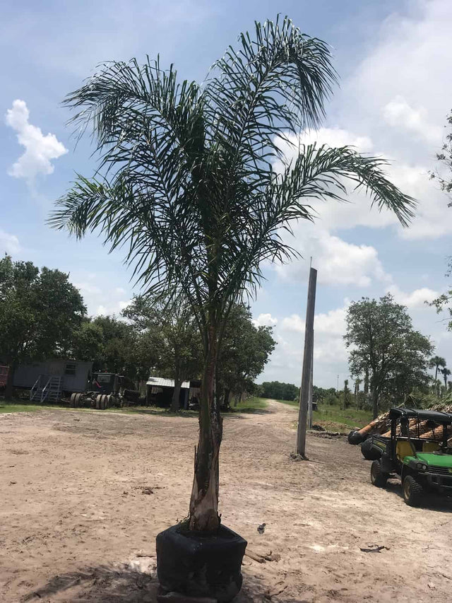 Queen Palm