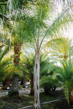 Queen Palm