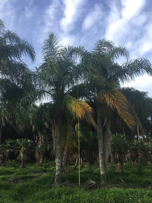 coconut queen palm for sale Queen Palm – Liberty Landscape Supply