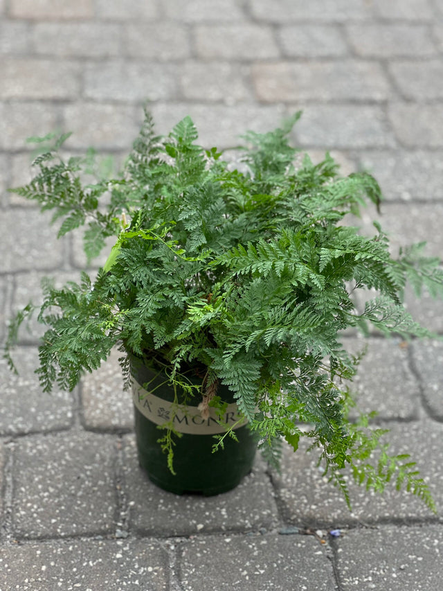 Rabbits Foot Fern ~ Monrovia