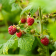 Fresh red raspberries growing on a raspberry plant with green leaves in a garden setting.