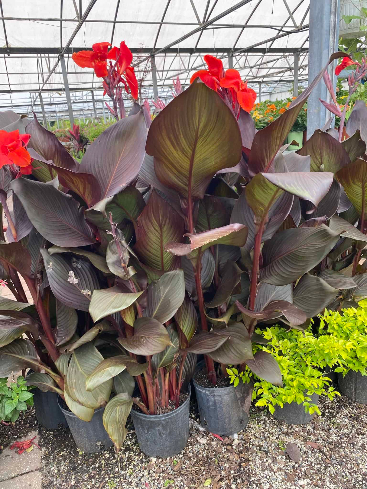 deep red canna lily plants lined up for sale