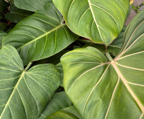 Philodendron