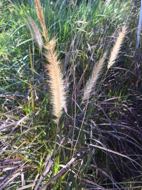 Red Fountain Grass