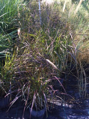 Red Fountain Grass