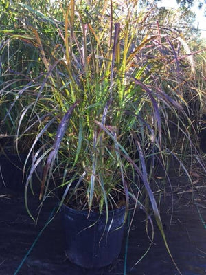 Red Fountain Grass