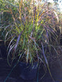 Red Fountain Grass