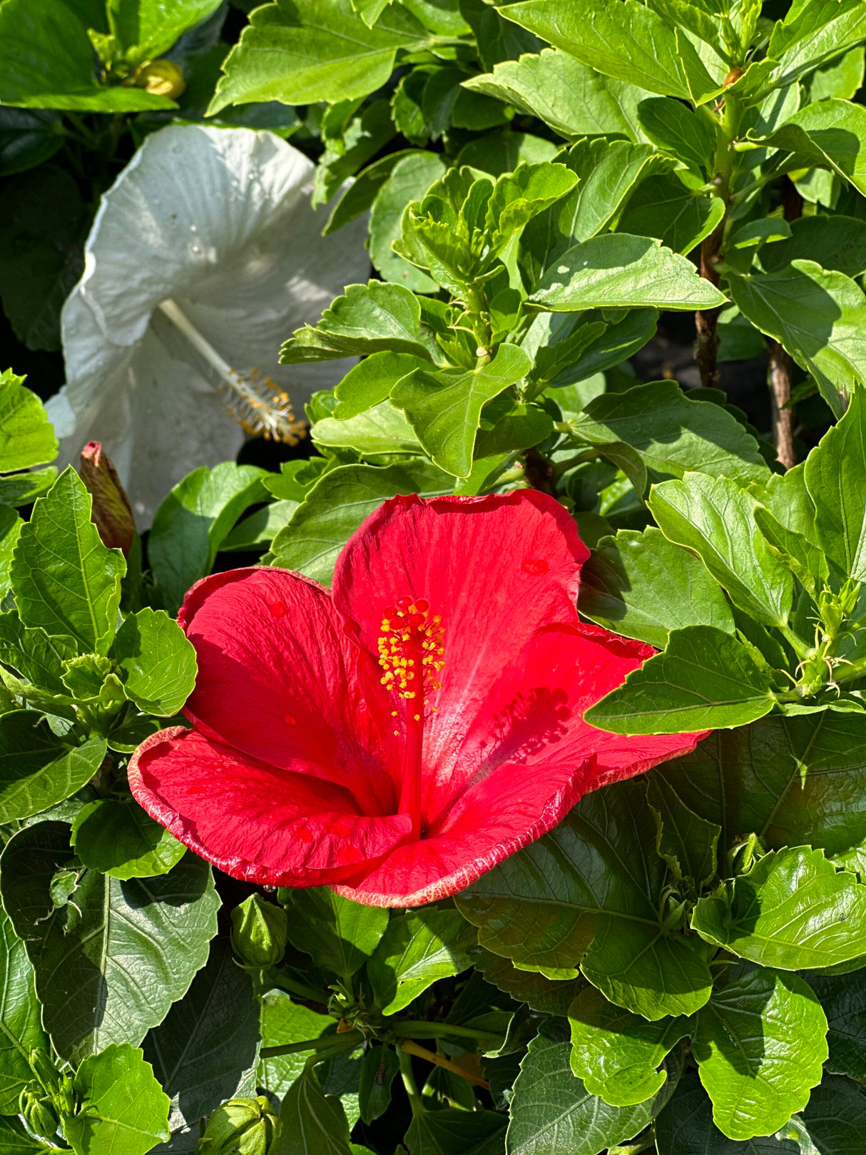 Hibiscus