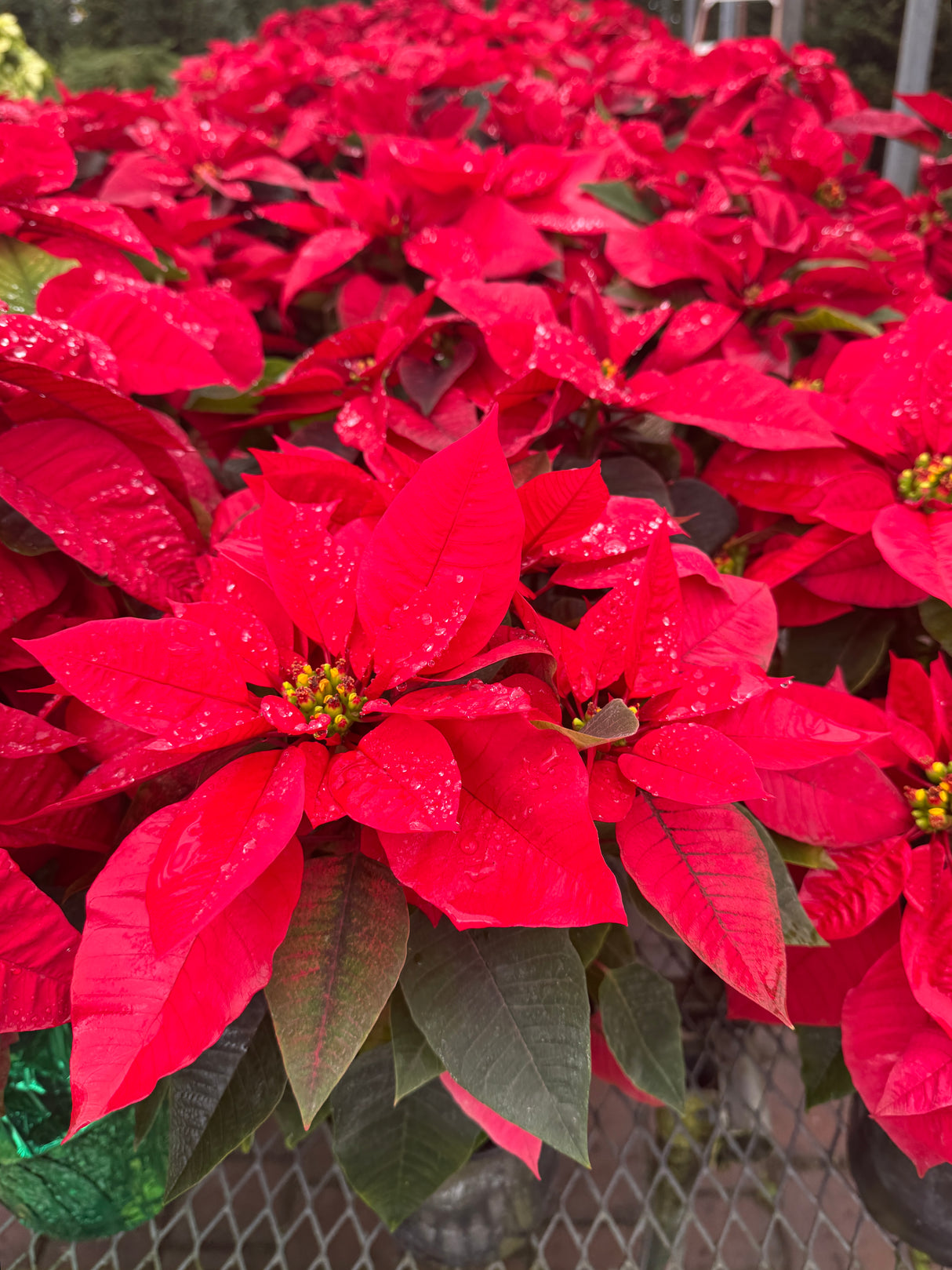 Poinsettia Red