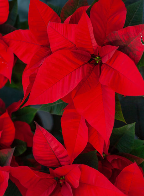 close up of red poinsetta flower