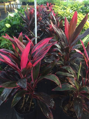 Cordyline