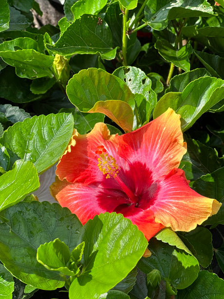 Hibiscus