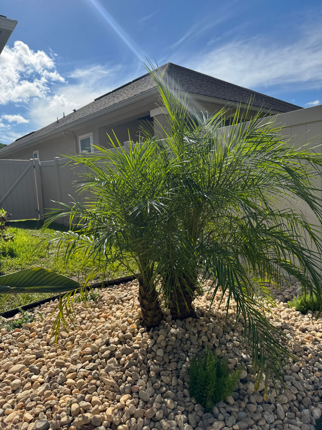 Palm tree in front of a building with a clear blue sky