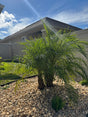Palm tree in front of a building with a clear blue sky
