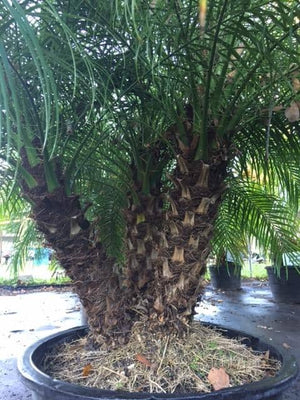 Roebelenii Palm