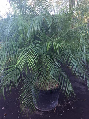 Roebelenii Palm