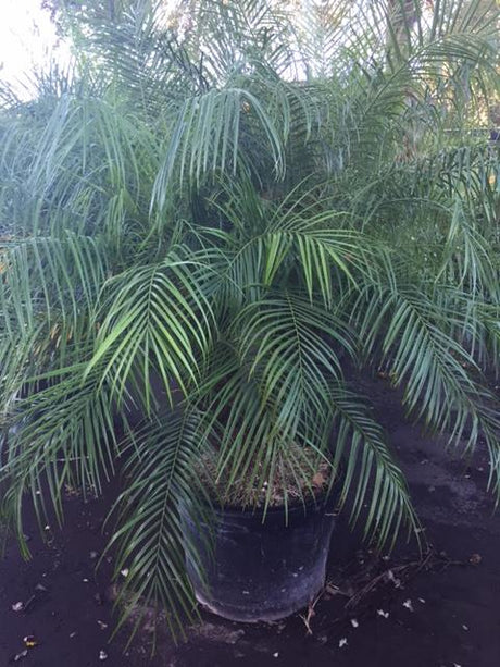 Roebelenii Palm