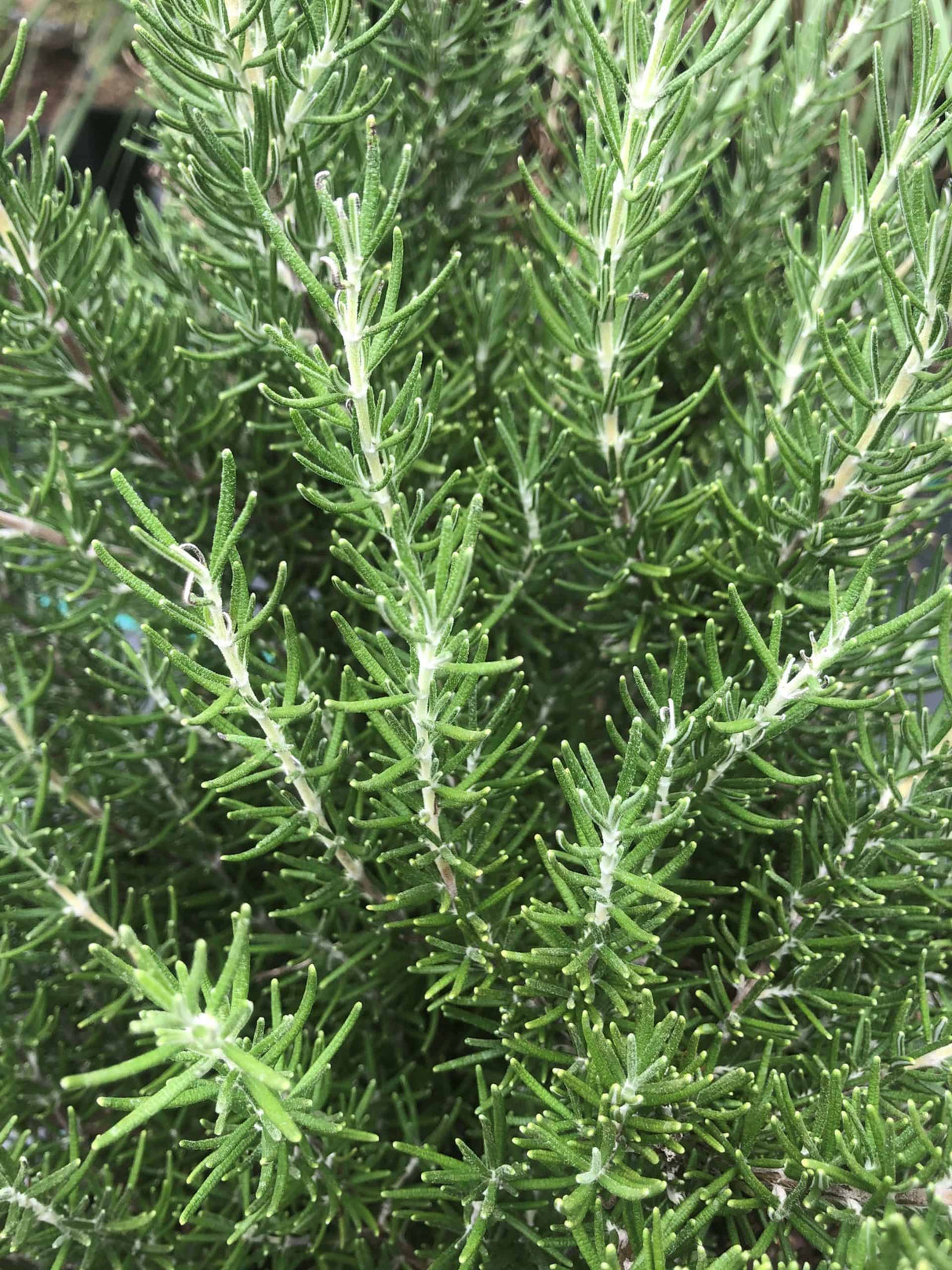 Rosemary