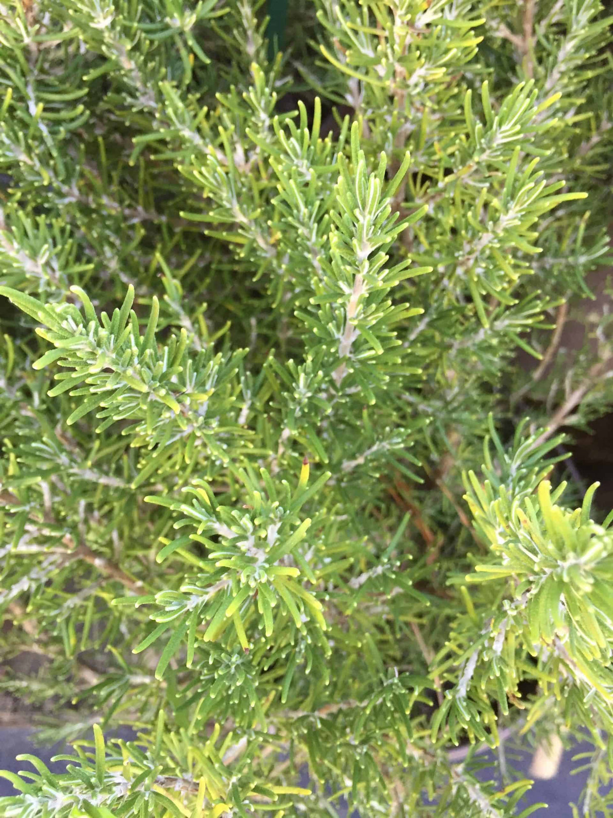 Rosemary