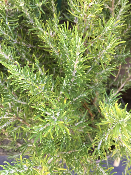 Rosemary