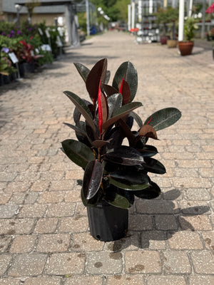 rubber tree long beach Rubber Tree – Liberty Landscape Supply