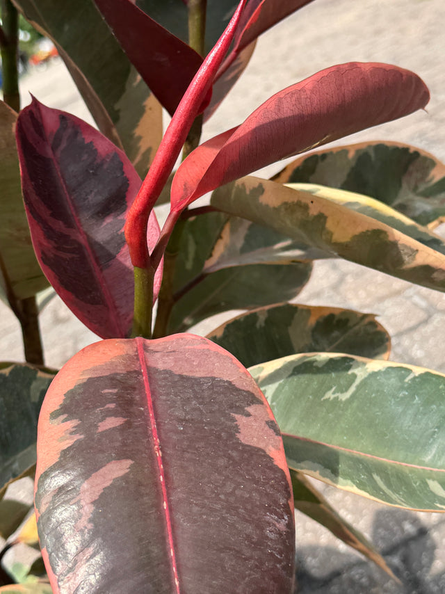 atm8 rubber tree Rubber Tree – Liberty Landscape Supply