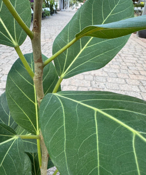 rubber tree common name Rubber Tree – Liberty Landscape Supply