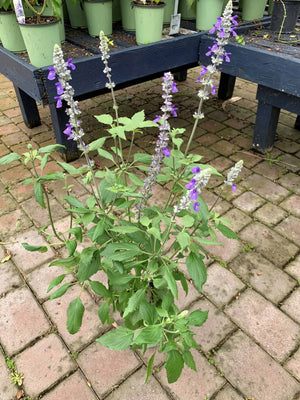 Salvia