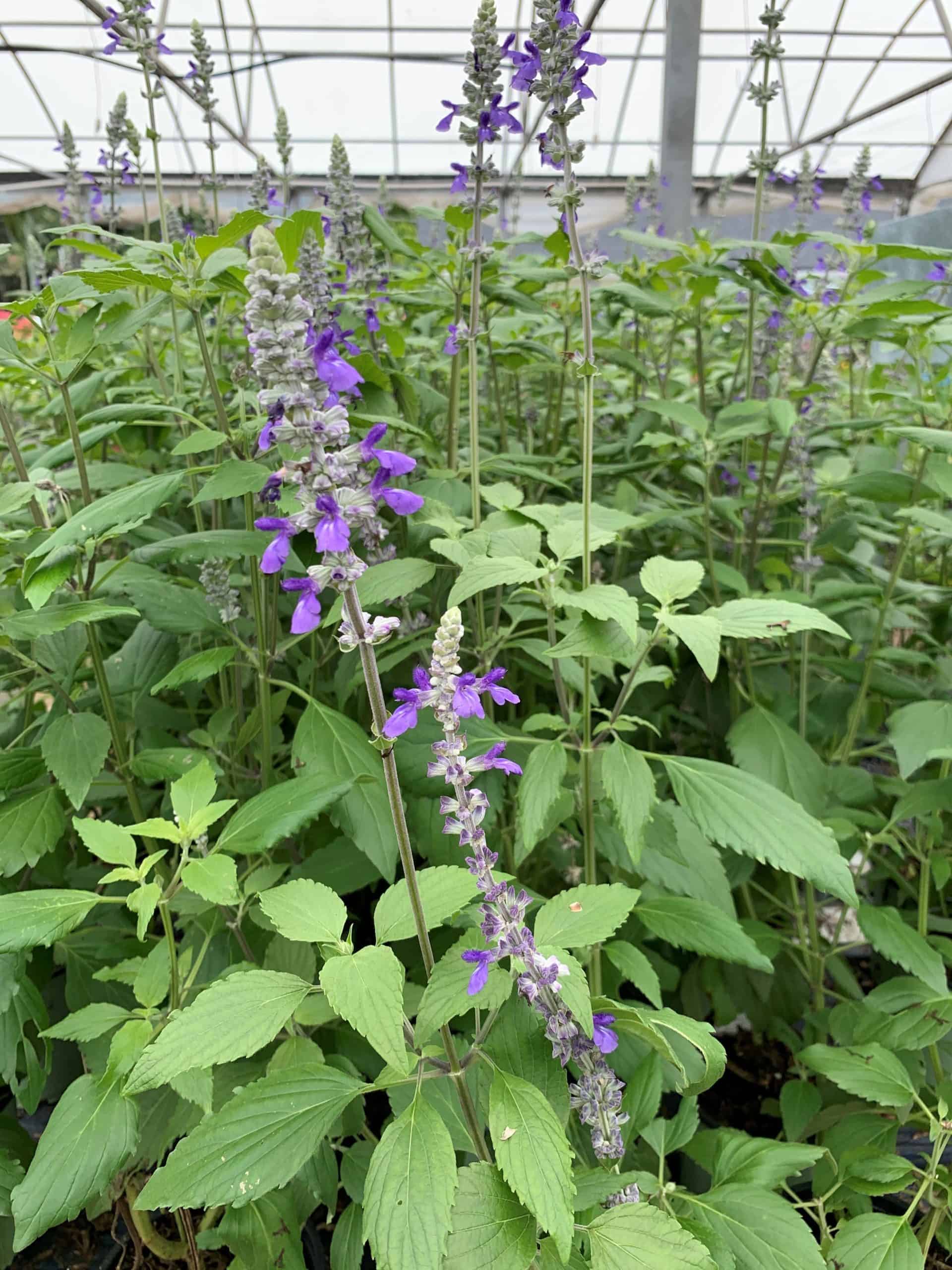 Salvia | Plants | Liberty Landscape Supply