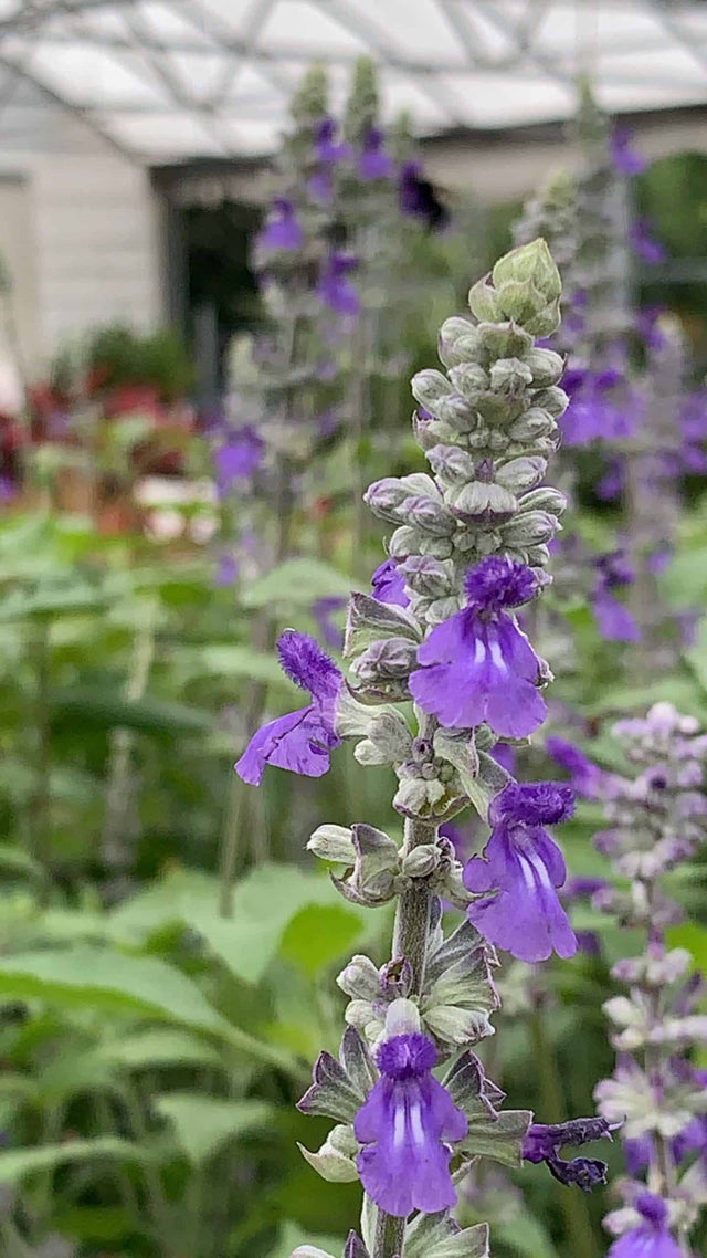 Salvia