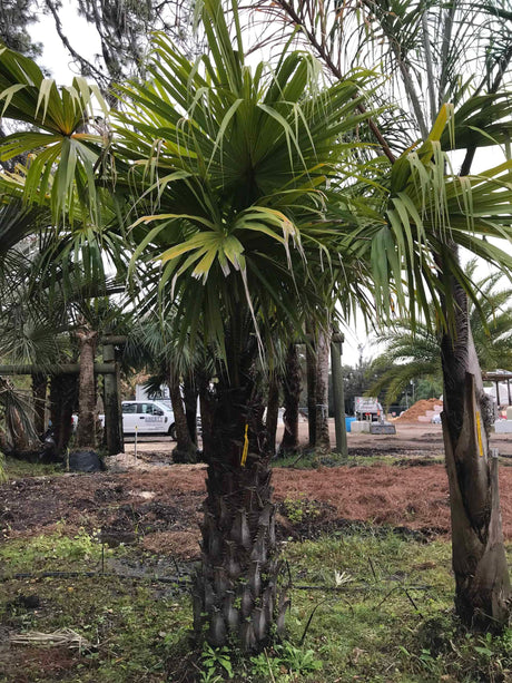 Saribus Palm