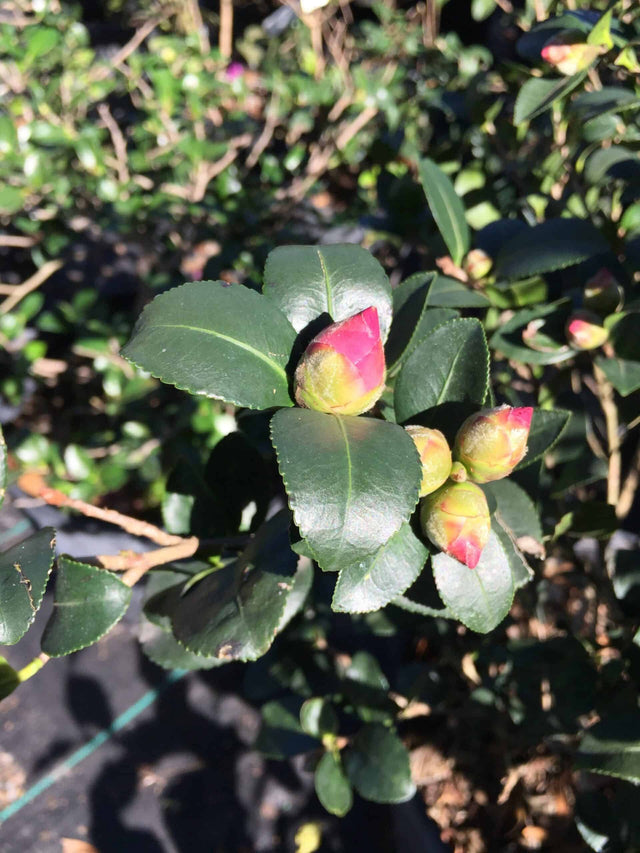 Camellia Sasanqua