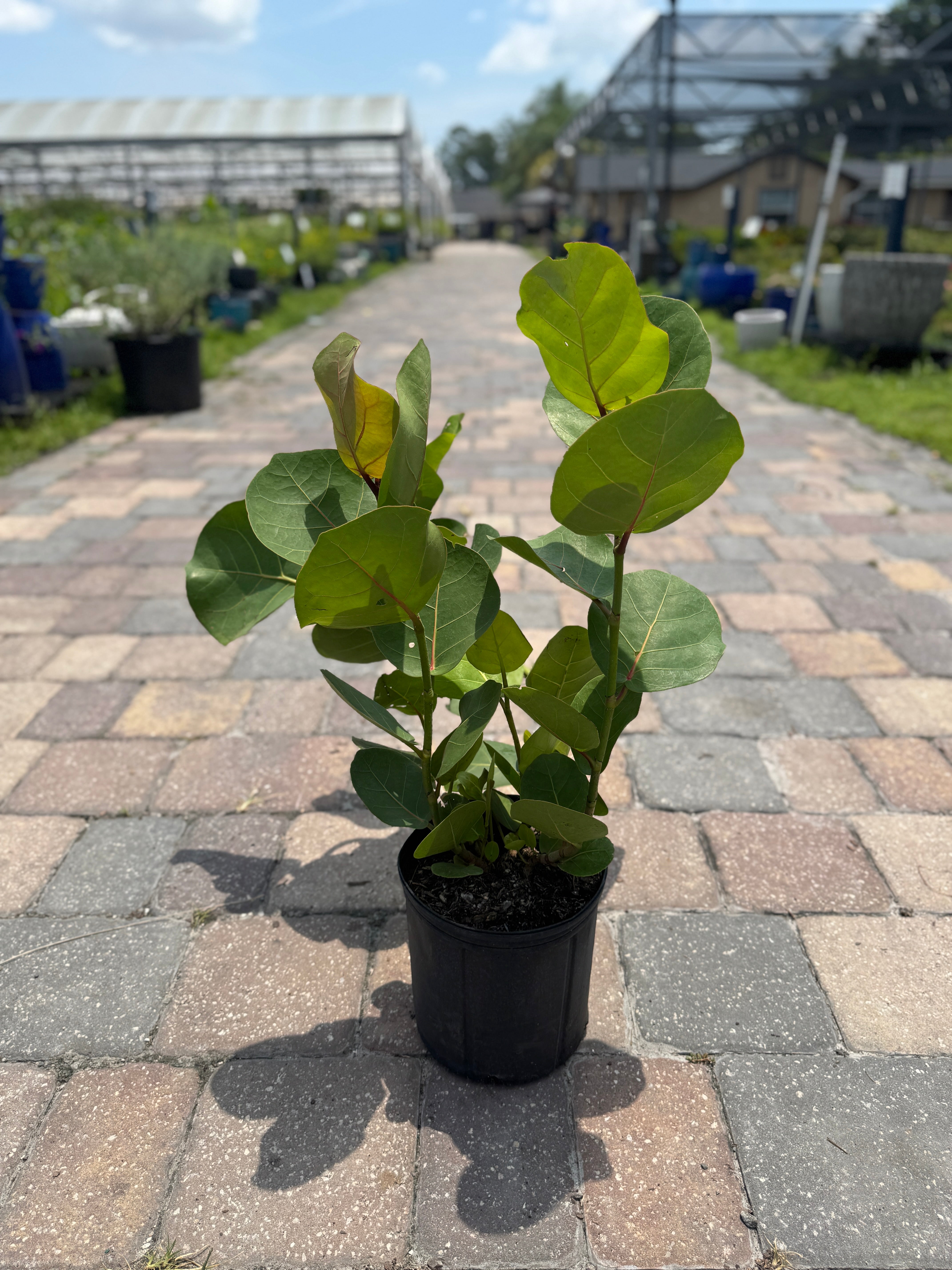 potted sea grape plant Sea Grape – Liberty Landscape Supply
