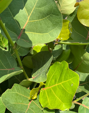 Sea Grape