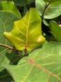 green sea grape leaves with red veins