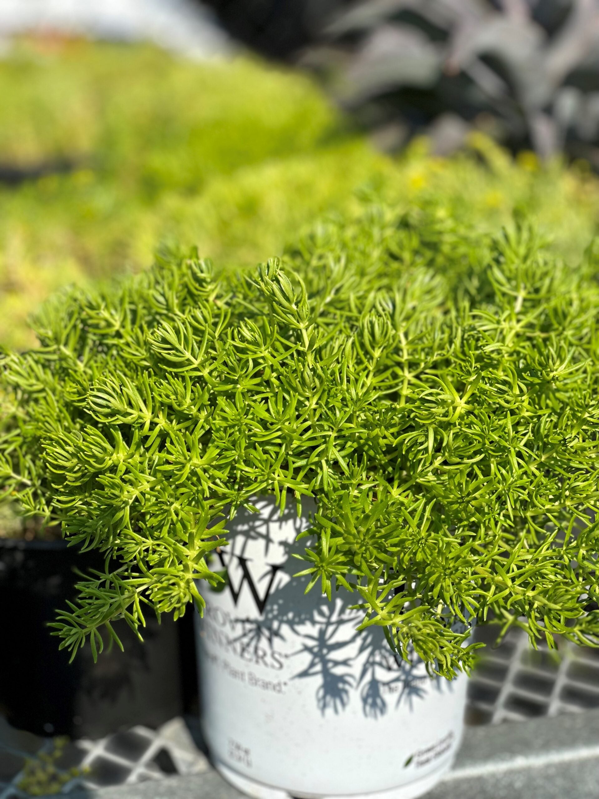 Sedum – Liberty Landscape Supply