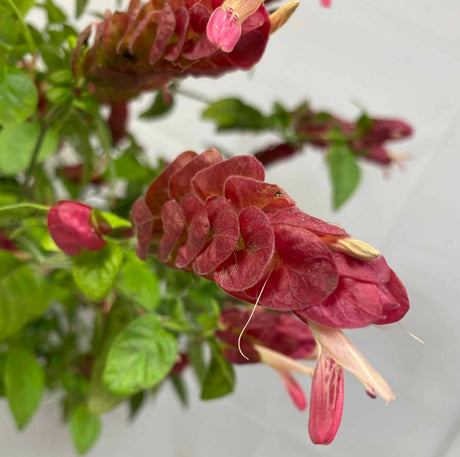 red Shrimp plant bloom with green leaves
