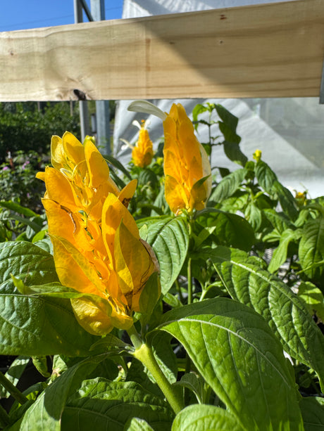 yellow Shrimp plant flowers