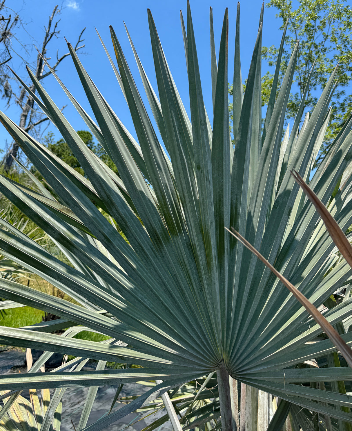 Silver Saw Palmetto frond against blue sky