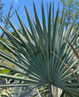 Silver Saw Palmetto frond against blue sky