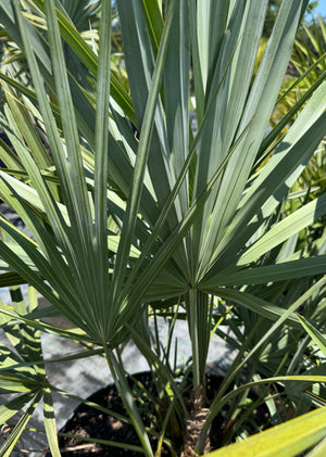 Silver Saw Palmetto plant at Liberty Landscape Supply