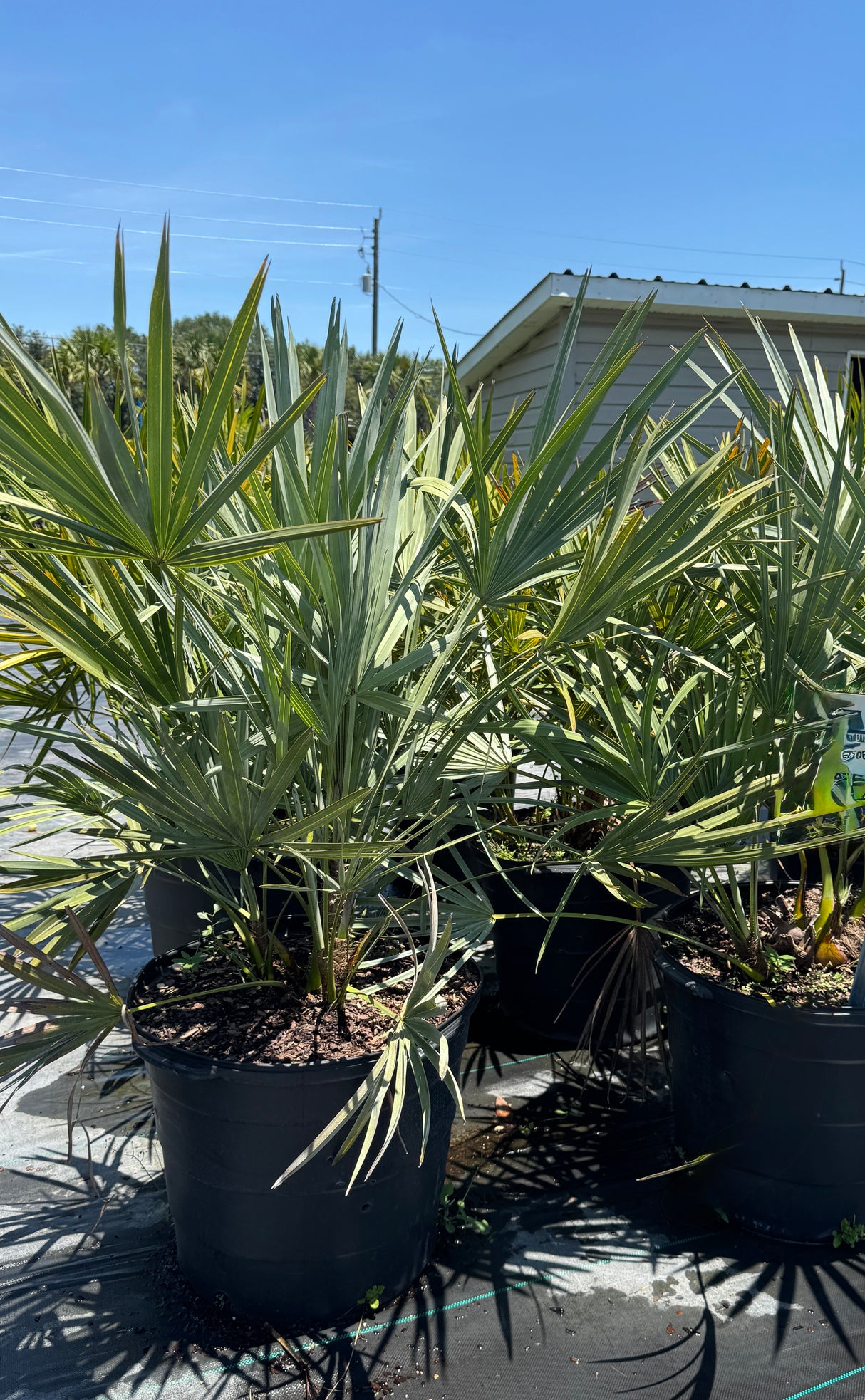Silver Saw Palmetto trees in 30-gallon containers