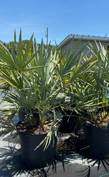 Silver Saw Palmetto trees in 30-gallon containers