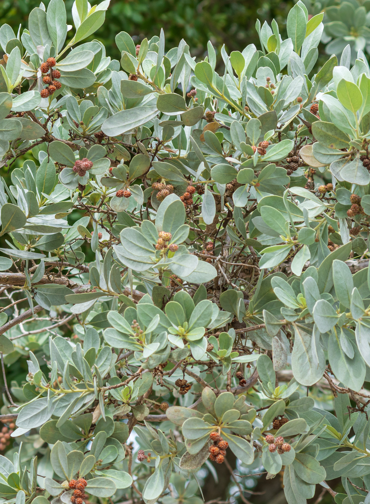 Silver Buttonwood