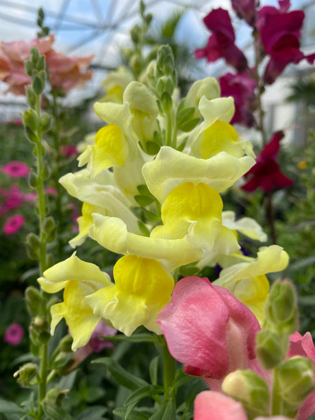 Snapdragon